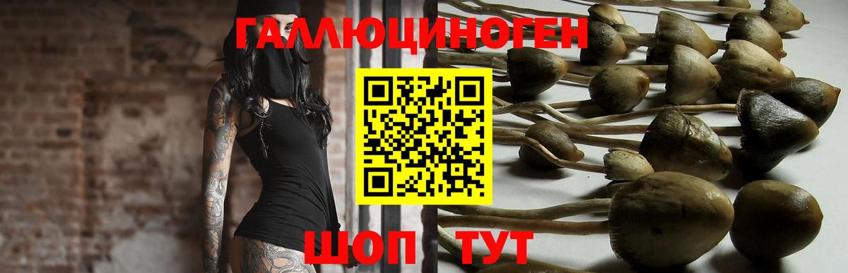 Галлюциногенные грибы Psilocybe Ульяновск
